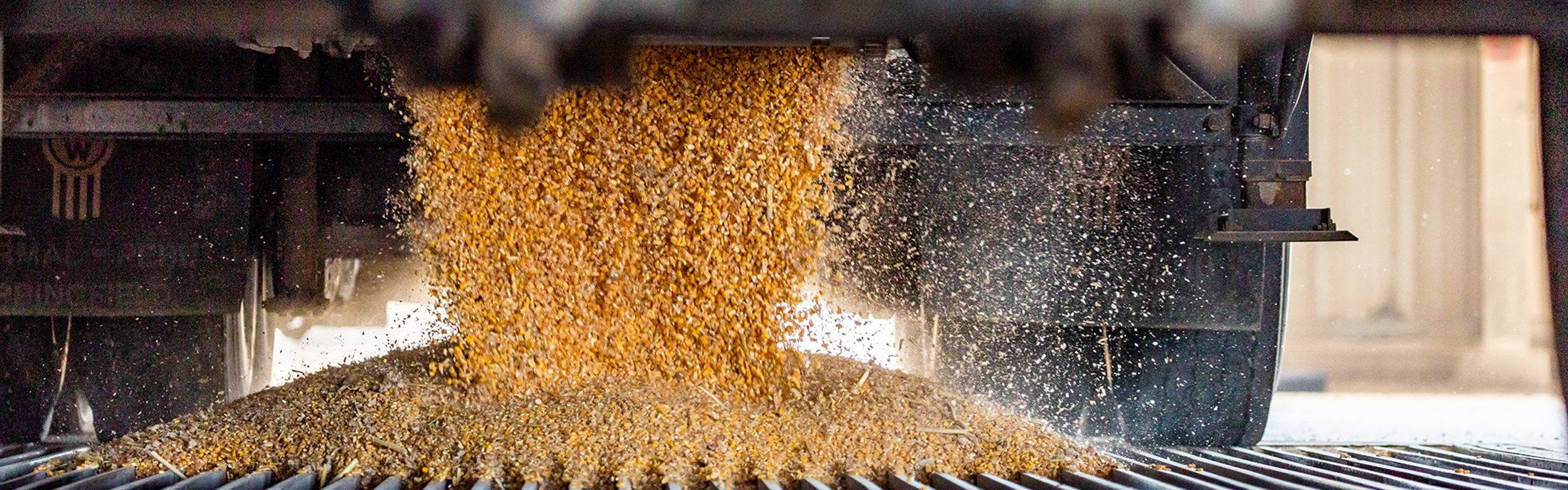 Back of truck dumping grain