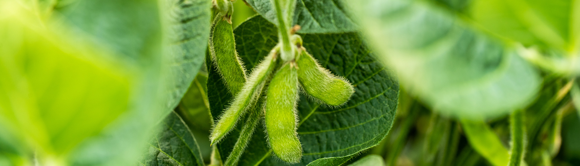 Soybeans in field