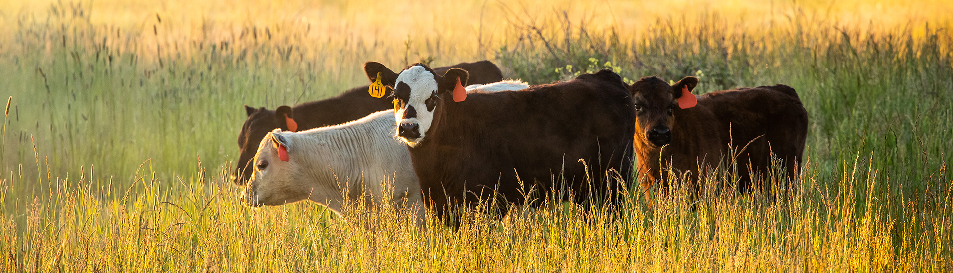 Cattle grazing in field