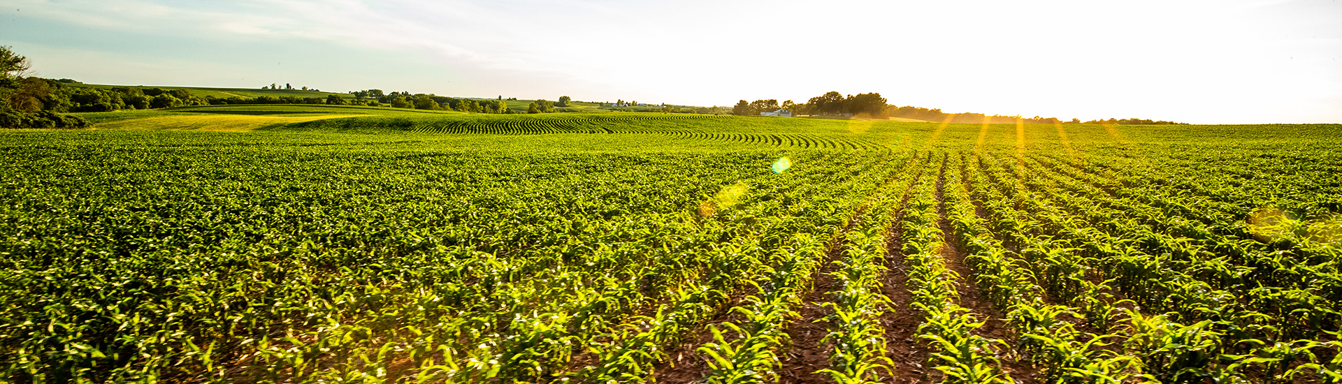 Corn field