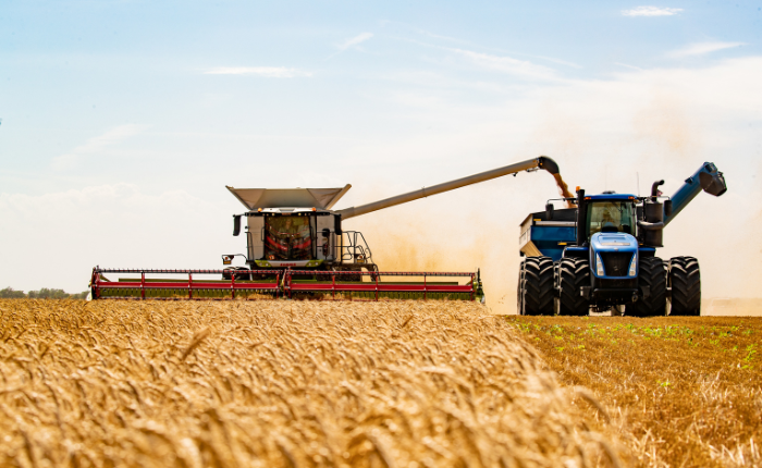 Combine harvesting grain in a field